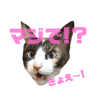 しゃむしゃむスタンプ（個別スタンプ：5）