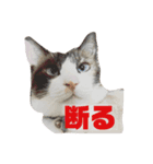 しゃむしゃむスタンプ（個別スタンプ：7）