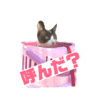 しゃむしゃむスタンプ（個別スタンプ：8）