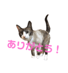 しゃむしゃむスタンプ（個別スタンプ：9）
