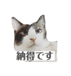しゃむしゃむスタンプ（個別スタンプ：11）