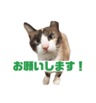 しゃむしゃむスタンプ（個別スタンプ：15）