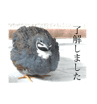 姫うずらんらん（個別スタンプ：5）