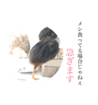 姫うずらんらん（個別スタンプ：7）