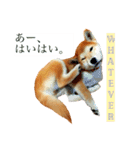 Mame shiba RUN！（個別スタンプ：1）