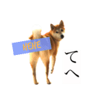 Mame shiba RUN！（個別スタンプ：2）