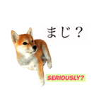 Mame shiba RUN！（個別スタンプ：3）