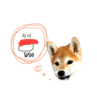 Mame shiba RUN！（個別スタンプ：4）