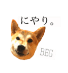 Mame shiba RUN！（個別スタンプ：5）