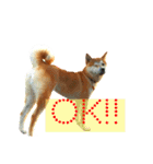 Mame shiba RUN！（個別スタンプ：7）