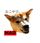 Mame shiba RUN！（個別スタンプ：8）