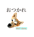 Mame shiba RUN！（個別スタンプ：9）
