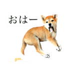 Mame shiba RUN！（個別スタンプ：11）