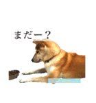 Mame shiba RUN！（個別スタンプ：12）