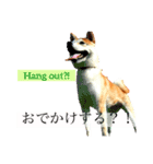 Mame shiba RUN！（個別スタンプ：14）