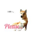 Mame shiba RUN！（個別スタンプ：15）
