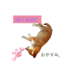 Mame shiba RUN！（個別スタンプ：16）