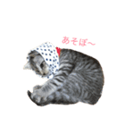 飼い猫 実写スタンプ オムレイモ（個別スタンプ：14）