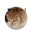 あんじーと14にゃんず15（個別スタンプ：1）