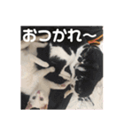 あんじーと14にゃんず15（個別スタンプ：6）