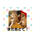 あんじーと14にゃんず15（個別スタンプ：14）