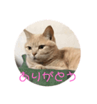 あんじーと14にゃんず15（個別スタンプ：15）