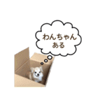 チワワのリリィちゃん（個別スタンプ：12）