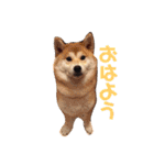 はなまる、はなちゃん（個別スタンプ：1）