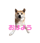 はなまる、はなちゃん（個別スタンプ：2）