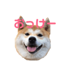 はなまる、はなちゃん（個別スタンプ：22）