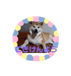 はなまる、はなちゃん（個別スタンプ：27）