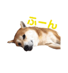 はなまる、はなちゃん（個別スタンプ：32）