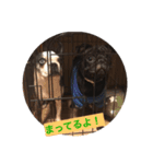 pug＆Boston terrier（個別スタンプ：3）