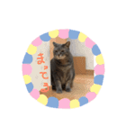 わが家のまめこ（個別スタンプ：3）