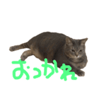 わが家のまめこ（個別スタンプ：13）