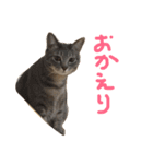わが家のまめこ（個別スタンプ：15）