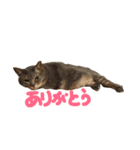 わが家のまめこ（個別スタンプ：16）
