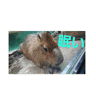 いきものパラダイス（個別スタンプ：3）
