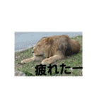 いきものパラダイス（個別スタンプ：7）