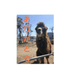 いきものパラダイス（個別スタンプ：13）