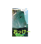 いきものパラダイス（個別スタンプ：23）