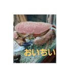 いきものパラダイス（個別スタンプ：24）