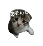 猫ニャン達（個別スタンプ：2）