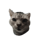猫ニャン達（個別スタンプ：3）