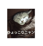 猫ニャン達（個別スタンプ：6）