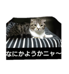 猫ニャン達（個別スタンプ：7）