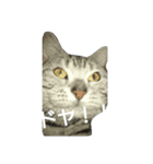 猫ニャン達（個別スタンプ：8）