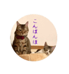 メル と てまり（個別スタンプ：7）