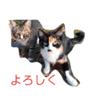 三毛猫ファミリー（個別スタンプ：1）