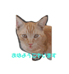 三毛猫ファミリー（個別スタンプ：2）